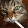 Profilbild von PerroSmokingCat