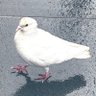 Aikawa profil fotoğrafı