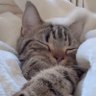 澪猫 profil fotoğrafı