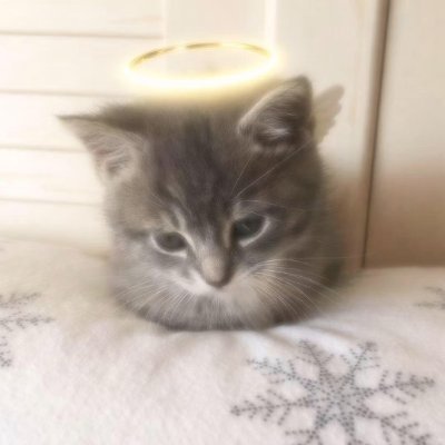 PavanJu61144825's profile picture