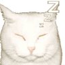doll's profile picture