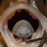 The official tongue eating parasitic fish account profil fotoğrafı