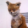Profilbild von Mr A fox 2, electric boogaloo