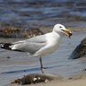 Profilbild von Mr. Seagull