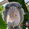 レッドジョン's profile picture