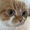 fugitif逃犯cat猫 ⚜️'s profile picture