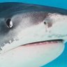 Фото профиля i am a shark