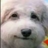 poopehead3000 profil fotoğrafı