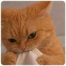 gato 的头像