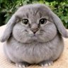 The wonderful creature's profile picture