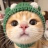 Mr X Cat 𓄿's profile picture