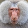 Фото профиля قرد البابون