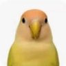 Profilbild von 唉