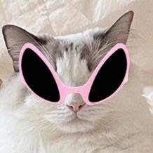 6시내고양's profile picture