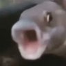 Profilbild von fishman21