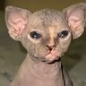 Vlad RIGBY Legasov's profile picture