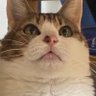 おさつバター profil fotoğrafı