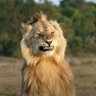 Profilbild von Folapoia