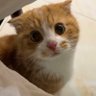 Siren profil fotoğrafı