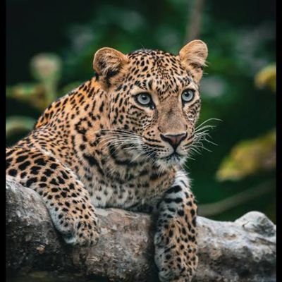 Selora2_3's profile picture