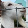 ヤギ profil fotoğrafı