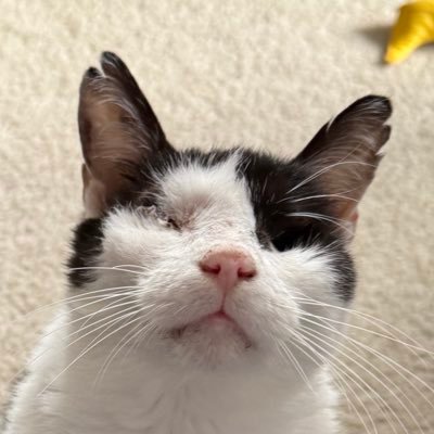 acatnamedteddy's profile picture