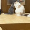 チィエル 的头像