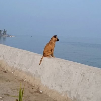 Peter Bruce's profile picture