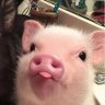 Фото профиля หมูฮ็อกกี้
