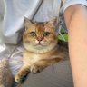 Cindy 的头像