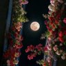 Фото профиля خيوط الزعفران،،