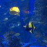 夜空の魚 profil fotoğrafı