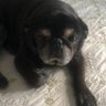 Malbec the Pug 的头像