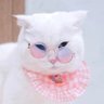 แมวอ้วนตัวสีขาว บท์🪷 profil fotoğrafı