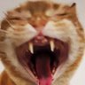 KITSUNCO's profile picture