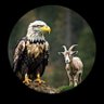 Profilbild von Mr.Turbo🦅
