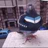 هشام الخيبري🇮🇶 profil fotoğrafı