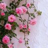 Фото профиля فاطمة علي