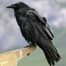 Profilbild von Raven Foster