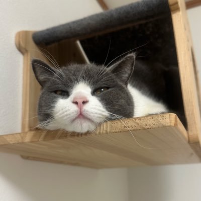 taasubcr's profile picture