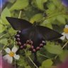 おっきなわ!M-09エージェントNo.169 沖縄ウイスキー勢's profile picture