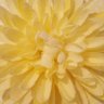 Debbie A's profile picture