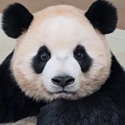 국경없는판다회's profile picture