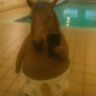 Profilbild von SVR ahmd