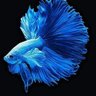 Profilbild von _ACQUA_