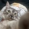 resing ๐ต๐ธ's profile picture