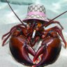 Фото профиля Clawrice Starling 🦞