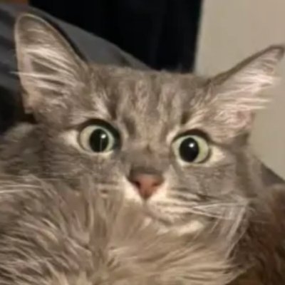 Codetaur's profile picture