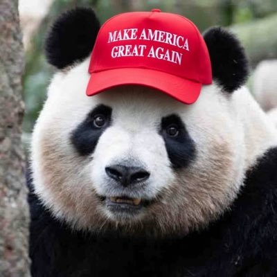 pandarespecter's profile picture
