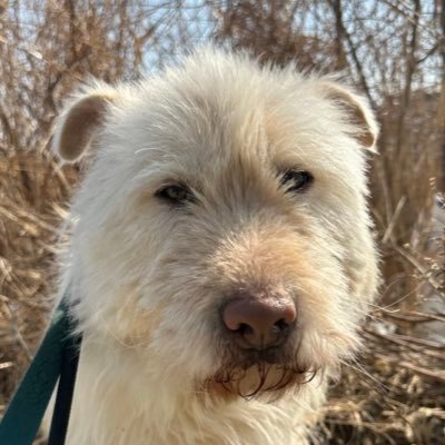 하남시 보호소 입양홍보's profile picture